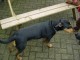 Thumbs/tn_DSC03922.jpg