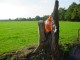 Thumbs/tn_DSC08129.jpg