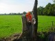 Thumbs/tn_DSC08130.jpg