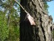 Thumbs/tn_DSC08140.jpg