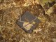 Thumbs/tn_DSC08619.jpg