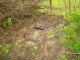 Thumbs/tn_DSC08623.jpg