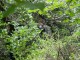 Thumbs/tn_DSC03605.jpg