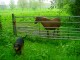 Thumbs/tn_DSC00736.jpg