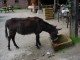 Thumbs/tn_DSC02100.jpg