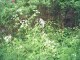 Thumbs/tn_PIC00003.jpg
