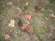 Thumbs/tn_IMG_0280.jpg