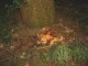 Thumbs/tn_DSC05333.jpg