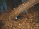 Thumbs/tn_DSC05339.jpg
