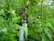 Thumbs/tn_DSC01195.jpg