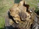 Thumbs/tn_DSC06216.jpg