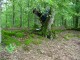 Thumbs/tn_DSC07720.jpg