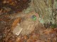 Thumbs/tn_DSC04555.jpg