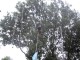 Thumbs/tn_IMG_0037.jpg