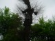 Thumbs/tn_DSC06595.jpg