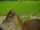 Thumbs/tn_DSC06607.jpg