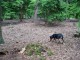 Thumbs/tn_DSC01312.jpg