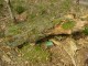 Thumbs/tn_DSC00451.jpg