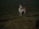 Thumbs/tn_DSC05445.jpg