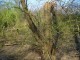Thumbs/tn_DSC05413.jpg