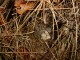Thumbs/tn_DSC06805.jpg
