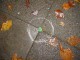 Thumbs/tn_DSC03983.jpg