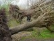 Thumbs/tn_DSC05882.jpg