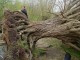 Thumbs/tn_DSC05883.jpg