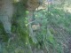 Thumbs/tn_DSC00580.jpg