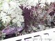 Thumbs/tn_99101018.jpg