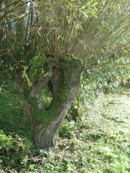 ../Images/Pic17.jpg