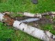 Thumbs/tn_DSC01809.jpg