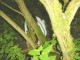 Thumbs/tn_DSC01650.jpg