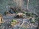 Thumbs/tn_Dsc0536f.jpg