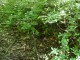 Thumbs/tn_DSC01162.jpg