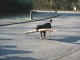 Thumbs/tn_DSC05227.jpg