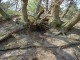 Thumbs/tn_DSC00679.jpg