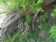 Thumbs/tn_DSC02462.jpg