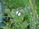 Thumbs/tn_DSC02376.jpg