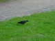 Thumbs/tn_DSC02632.jpg