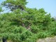 Thumbs/tn_DSC02466.jpg