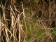 Thumbs/tn_DSC04459.jpg