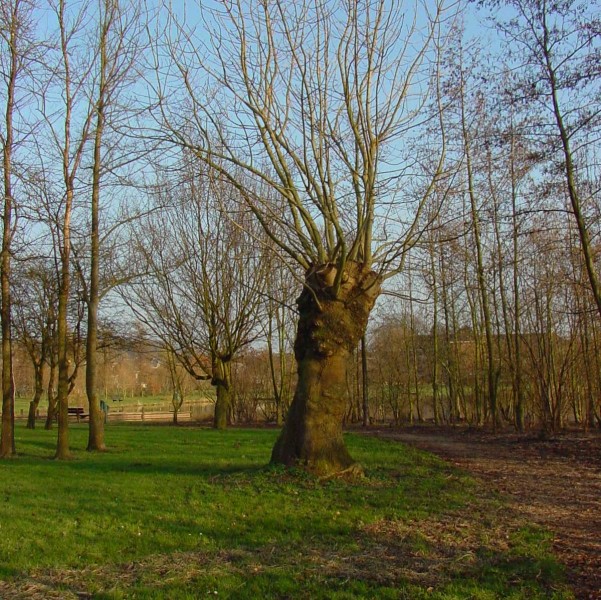 ../Images/meersenes.jpg