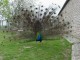 Thumbs/tn_pauw.jpg