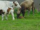 Thumbs/tn_DSC08260.jpg