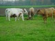 Thumbs/tn_DSC08261.jpg