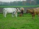 Thumbs/tn_DSC08262.jpg