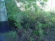 Thumbs/tn_DSC03124.jpg
